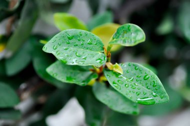 Ficus pumila üzerine yağmur damlası ya da tırmanan incir bitkisi