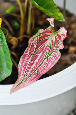 Caladium ,Caladium ThaiBeauty or Dieffenbachia seguine or Caladium bicolor or Araceae or Caladium Thai Beauty plant