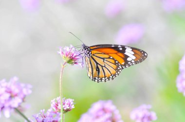Kelebek ve Verbena bonariensis çiçeği, Verbena x hybrida Groenl ve Ruempler veya Vervenaceae veya Verbena Bahçesinde Ortak Bahçe