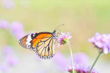 Kelebek ve Verbena bonariensis çiçeği, Verbena x hybrida Groenl ve Ruempler veya Vervenaceae veya Verbena Bahçesinde Ortak Bahçe