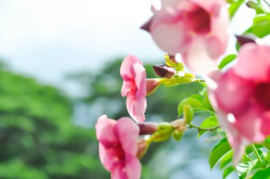 Allamanda blanchetii, Purple Allamanda or violet allamanda or Allamanda violacea or mor flowers