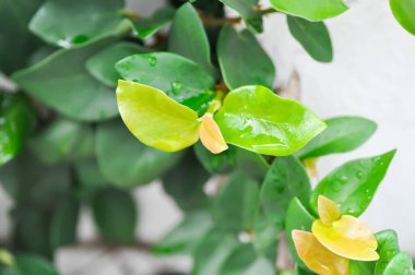 Ficus pumila üzerine yağmur damlası ya da tırmanan incir bitkisi, yaprağın üzerine yağmur damlası