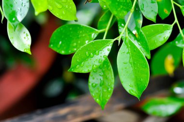 banyan ağacı ya da Ficus annulata ya da fius bengalensis ve yağmur damlaları yaprakların üzerine düşer.