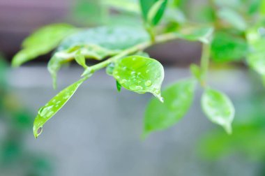 banyan ağacı ya da Ficus annulata ya da fius bengalensis ve yağmur damlaları yaprakların üzerine düşer.