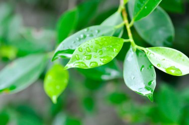 banyan ağacı ya da Ficus annulata ya da fius bengalensis ve yağmur damlaları yaprakların üzerine düşer.