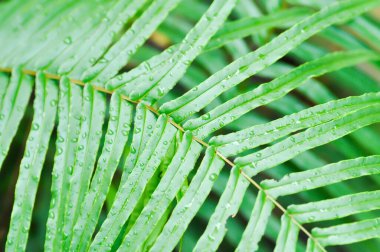 Pteris vittataPteris vittata veya Pteris vittata L veya eğreltiotu, eğreltiotu ve yağmur damlası