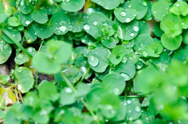 Desmodium triflorum, Hydrocotyle Sibthorpioides Lamk veya Grona triflora ve yağmur damlası