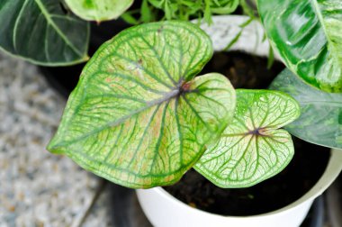 Caladium, Caladium Bicolor Vent veya Caladium bicolor veya kaladyum sp fabrikası