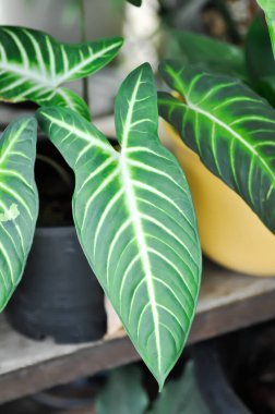 Xanthosoma, Angel kanatları, Hint lahanası veya Spoon Flower veya White Arrow Leaf veya Caladium lindenii Andre Madison veya Caladium Genus veya Araceae bitkisi