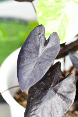 Colocasia siyah dalgası, Colocasia ya da siyah Colocasia bitkisi ve Colocasia esculenta ya da siyah mercan bitkisi.