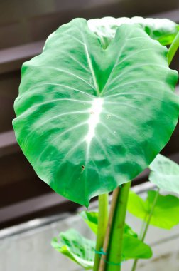 Colocasia Samanyolu veya Caladium Samanyolu veya kaladyum bicolor veya Colocasia Elepaio veya iki renkli bitki