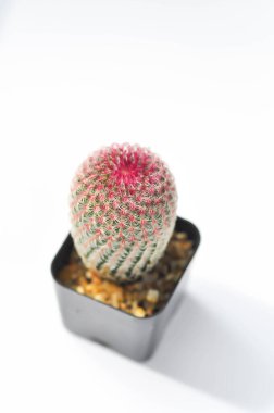 echinocereus pectinatus rubispinus, echinocereus pectinatus veya pembe kaktüs veya kaktüs, tencerede sulu