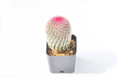 echinocereus pectinatus rubispinus, echinocereus pectinatus veya pembe kaktüs veya kaktüs, tencerede sulu