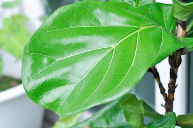 Ficus lyrata Warb, Moraceae veya Ficus lyrata veya keman inciri veya yeşil yaprak
