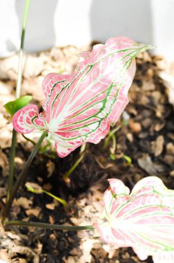 Caladium, Caladium ThaiBeauty veya Dieffenbachia seguine veya Caladium bicolor or Araceae or Pembe leaf