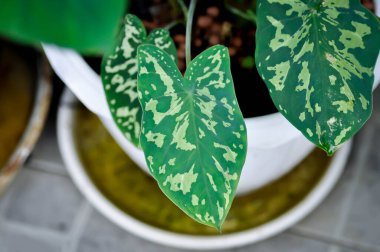 Colocasia Esculenta Hilo Beauty, Colocasia veya Esculenta Hilo veya Colocasia bicolor