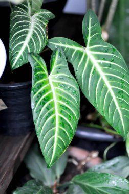 Caladium Lindenii, Caladium Xanthosoma veya Magnificum veya Caladium lindenii veya Caladium ve yağmur damlası veya çiy damlası