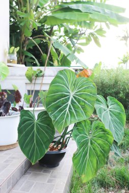 Philodendron gloriosum, Aracea bitkisi