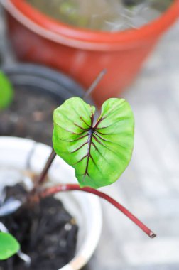 Colocasia Firavunlarının maskesi, Firavunların fil kulağı maskesi ya da çiçek saksısındaki Colocasia.