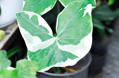 Çiçek saksısında Albomarginata, Araceae veya Schott veya Xanthosoma sagittifolium veya XANTHOSOMA veya Mickey Mouse Bitkisi