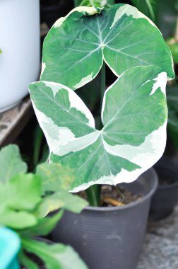 Çiçek saksısında Albomarginata, Araceae veya Schott veya Xanthosoma sagittifolium veya XANTHOSOMA veya Mickey Mouse Bitkisi