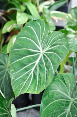 Philodendron Gloriosum, Philodendron bitkisi