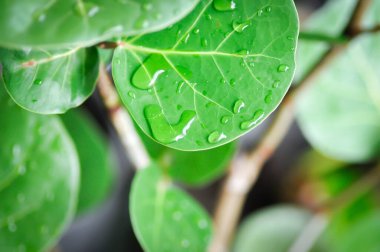Coccoloba uvifera, Deniz üzümü, POLİYAE ve yağmur damlası veya çiy damlası