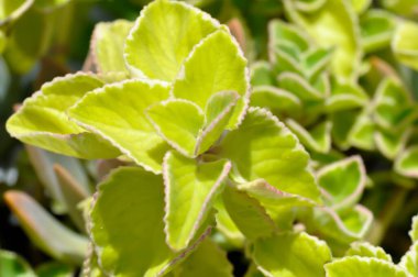 Hint borage, Country borage veya Oreille or Oregano or Plectranthus amboinicus or Spreng or Coleus amboinicus Lour or Coleus aromaticus Benth or LAMIACEAE or LABIATAE plant