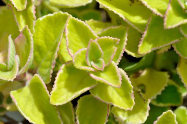 Hint borage, Country borage veya Oreille or Oregano or Plectranthus amboinicus or Spreng or Coleus amboinicus Lour or Coleus aromaticus Benth or LAMIACEAE or LABIATAE plant