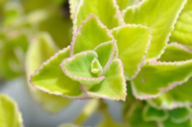 Hint borage, Country borage veya Oreille or Oregano or Plectranthus amboinicus or Spreng or Coleus amboinicus Lour or Coleus aromaticus Benth or LAMIACEAE or LABIATAE plant