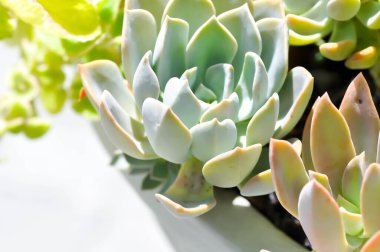 Kalanchoe, Kalanchoideae or Crassulaceae or K blossfeldiana or Magnoliophyta or succulent or cactus plant