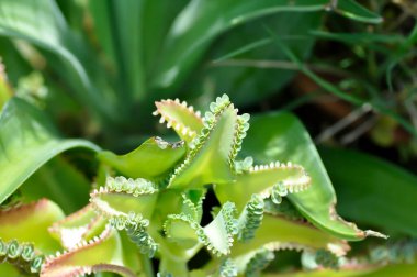 Crassulaceae, Kalanchoe melezi ya da Binlercesinin annesi ya da Kalanchoe ya da sulu bitki