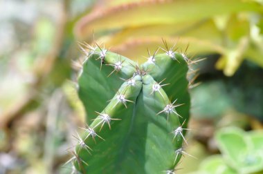 Kaktüs mü yoksa peri masalı mı?