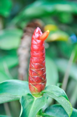 Costus speciosus, Crape ginger veya Malay ginger veya Spiral flag veya Costus speciosus Cheilocostus, Costaceae veya Cane reed veya Spiral flag veya Costus plant