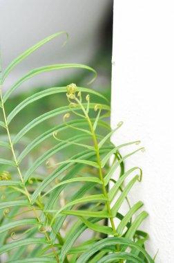 Pteris vittata veya Pteris vittata L veya eğrelti otu, eğreltiotu