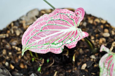 Caladium, Caladium ThaiBeauty veya Dieffenbachia seguine veya Caladium bicolor veya Araceae veya çiçek saksısında pembe yaprak