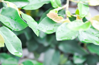 Ficus pumila veya tırmanan incir veya MoraceAE ve çiy damlası veya yağmur damlası