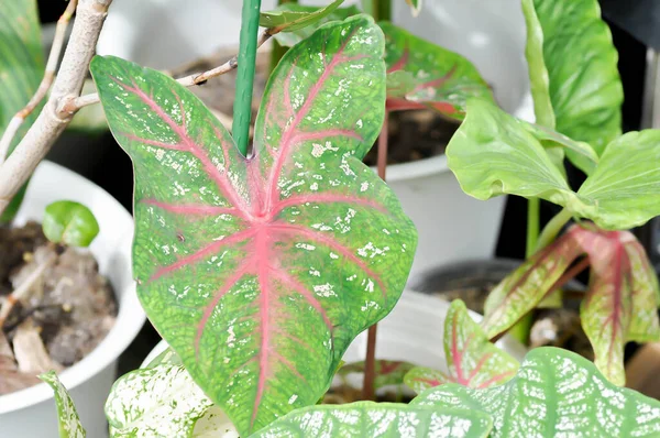 Caladium, Caladium Bicolor Vent veya Caladium bicolor fabrikası