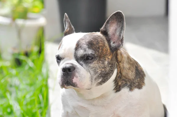 Hund Oder Französische Bulldogge Französische Bulldogge Oder Alter Hund Hause — Stockfoto