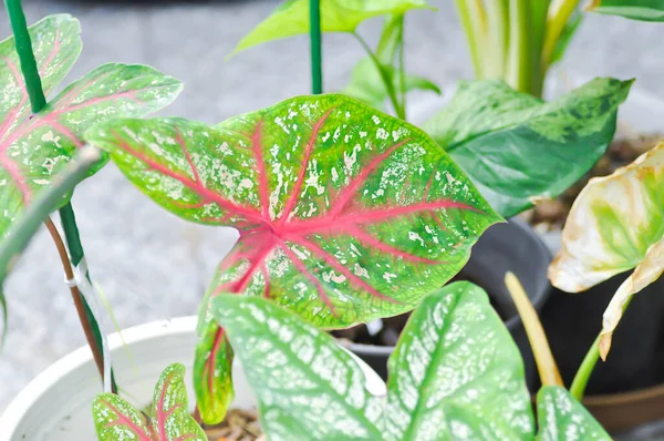 Caladium Caladium Bicolor Vent Caladium Bicolor Pink Leaf Bicolor Vent — Stock Photo, Image