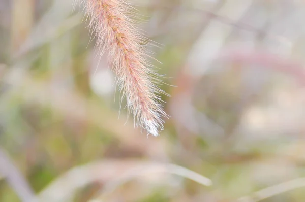 Afrika Çeşme Çimi Pembe Çimen Veya Pennisetum Polistachyon Schult Bitkisi — Stok fotoğraf