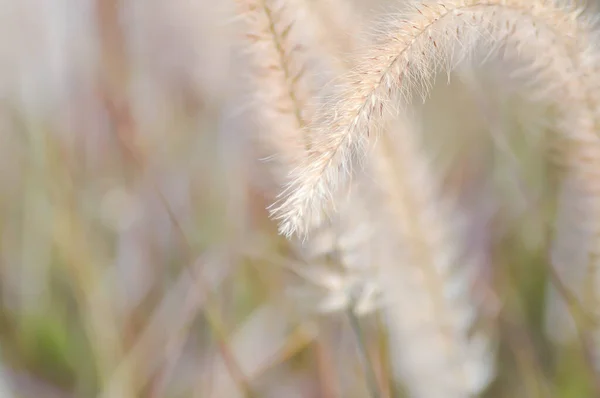 Fontana Africana Erba Erba Rosa Pennisetum Polystachyon Schult Pianta — Foto Stock