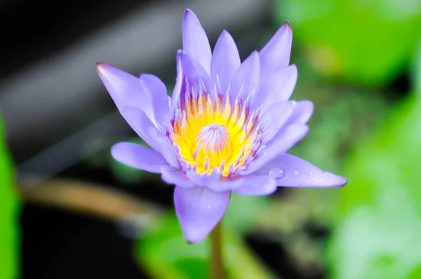 Lótus Lótus Púrpura Florescente Lótus Púrpura Lírio Água Ninfeia Lótus — Fotografia de Stock