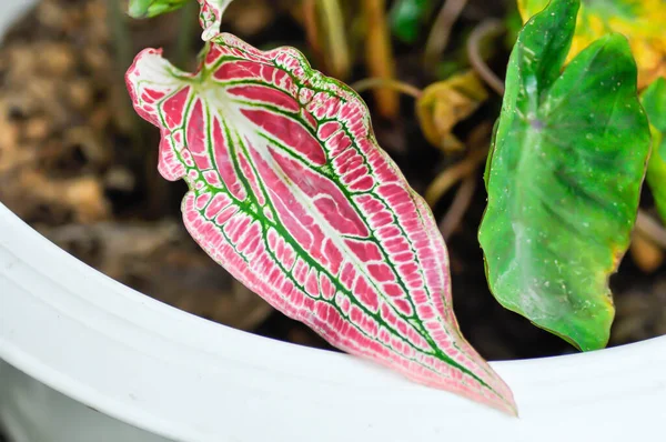 Thaibeauty或Dieffenbachia Seguine或Caladium Bicolor或Araceae或Caladium Thai Beauty Plant — 图库照片