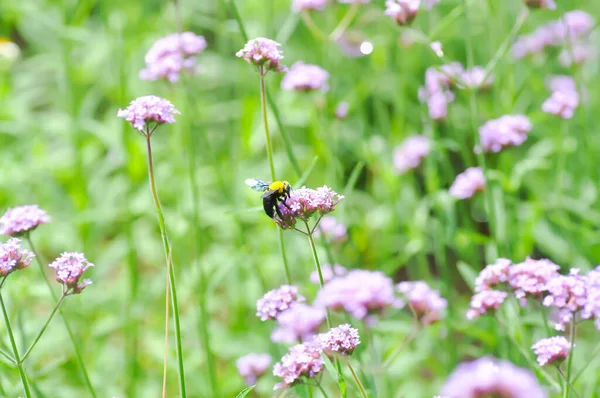 Ksylocopa Latipes Trzmiel Lub Stolarz Pszczoła Verbena Bonariensis Kwiat Verbena — Zdjęcie stockowe