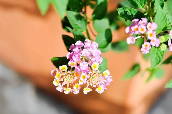 Lantana Camara Lantana Oder Verbenaceae Oder Rosa Blume — Stockfoto