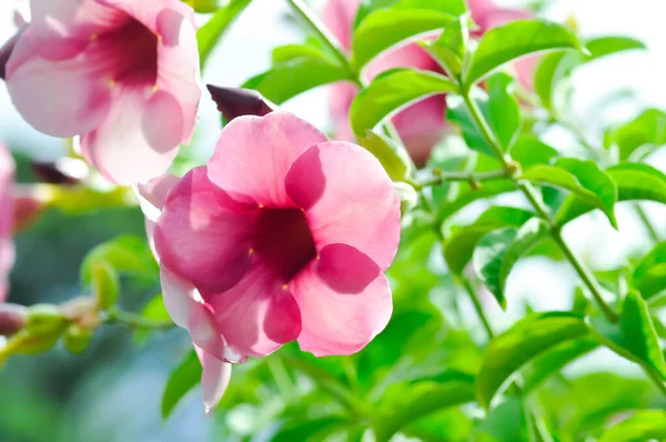 Allamanda Blanchetii Purple Allamanda Violet Allamanda Allamanda Violacea Paarse Bloemen — Stockfoto