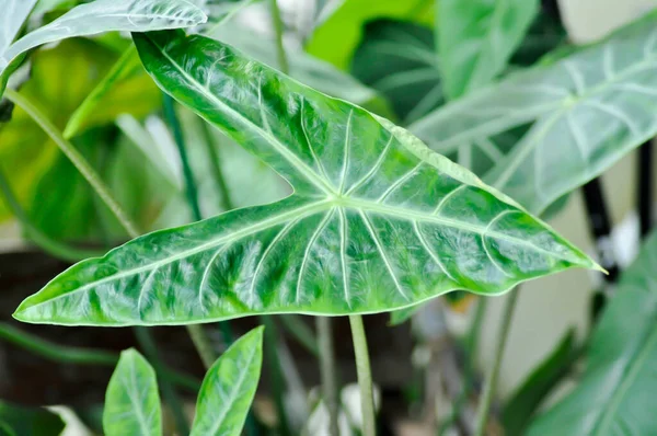 Alocasia Longiloba Miq Alocasia Longiloba Alocasia — Foto de Stock