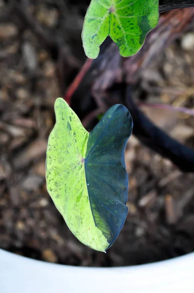 Alocasia Alocasia Mohito Mojito Alocasia Tricolor Alocasia Hoja Negra Verde — Foto de Stock