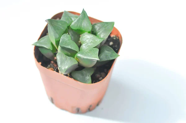 Haworthia Haworthia Akanko Atau Kaktus Atau Succulentin Latar Belakang Putih — Stok Foto